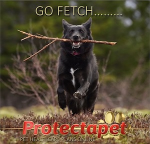 Black dog with a stick in its mouth running in the woods promoting Protectapet Pet Healthcare Plans
